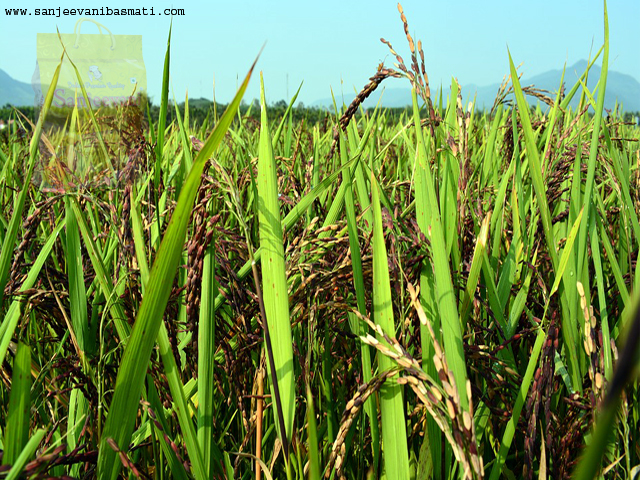 sanjeevani best long grain basmati rice